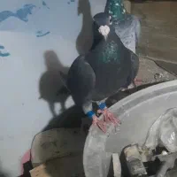 کبوتر قلدور مسافتی|پرنده|گرگان, |دیوار