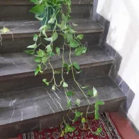 کلها سرسبز وطبیعی و سالم|گل و گیاه طبیعی|اصفهان, بوستان ناژوان|دیوار
