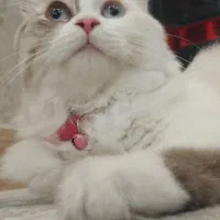 گربه رگدال ماده