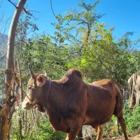 گوساله نر محلی ۴ وقت