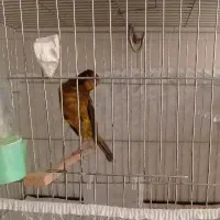 قناری|پرنده|ساری, |دیوار