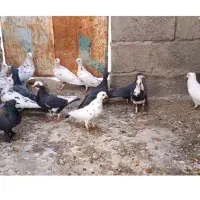 کفتر توافقی