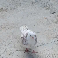 یک جفت ماده ملقی