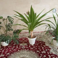 گل و گیاه