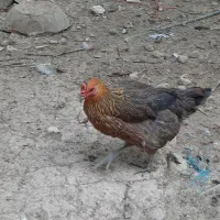 مرغ وخروس محلی قایمیه