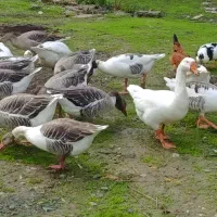 فروش غاز و اردک|حیوانات مزرعه|رشت, لاکان|دیوار