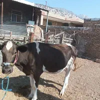 گاو شکم اول با گوساله صیمیتال