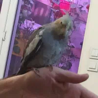 عروس هلندی ماده|پرنده|احمدآبادمستوفی, |دیوار