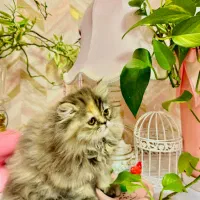 گربه|گربه|شیراز, شهرک گلدشت حافظ‎|دیوار