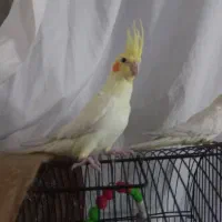 یک جفت عروس هلندی ۳ماهه|پرنده|شاهینشهر, سعدی جنوبی|دیوار