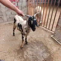 بز تیپ تیپی جوان|حیوانات مزرعه|آزادشهر, |دیوار