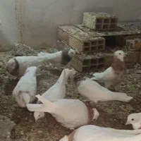 کفتر طوقی|پرنده|نیشابور, مازول|دیوار