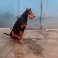 سگ دوبر من جوانه سر حال|سگ|کرمانشاه, |دیوار