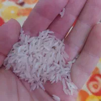 برنج|حراج|کرج, گوهردشت|دیوار