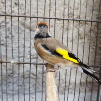 سهره نر دورگ|پرنده|سیرجان, |دیوار