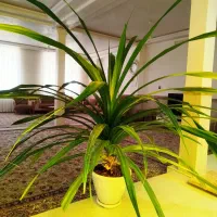 گل پاندانوس بزرگ