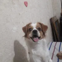 به دلیل مهاجرت‌دوتاپامر روباهی اصیل|سگ|مشهد, رستگار|دیوار