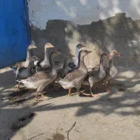 فروش نه عدد بچه غاز