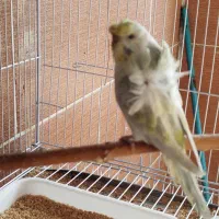 مرغ عشق پروانه ای ماده