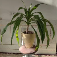 گل اشک ملکه|گل و گیاه طبیعی|خمینیشهر, |دیوار