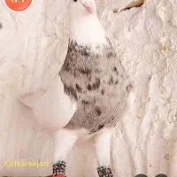 فروش کبوتر