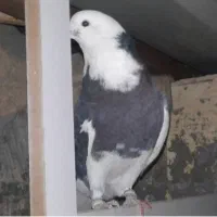 کبوتر