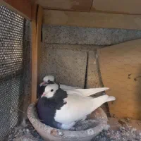 کبوتر طوقی|پرنده|مرودشت, رامجرد یک|دیوار