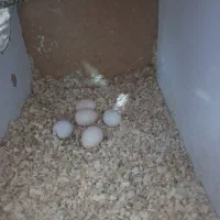 عروس هلندی جفت|پرنده|گلستان (تهران), |دیوار