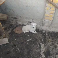 پاکوتاه|سگ|گنبد کاووس, |دیوار