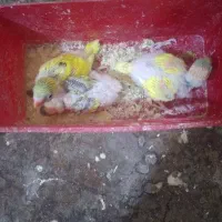 فروش فوری جوجه مرغ عشق سرلاکی