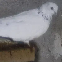 شیخ ابری عتیقه|پرنده|چمران, |دیوار