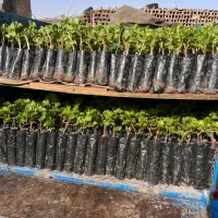 مزرعه انگور رضازاده