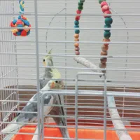 عروس هلندی جفت|پرنده|هشتگرد, فاز ۱ مهستان|دیوار