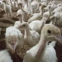 جوجه بوقلمون بیوتی