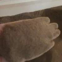 کود میلورم|گل و گیاه طبیعی|رویان, |دیوار