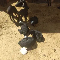 گوسفند  میش  بز  بزغاله  شیشک قوچ