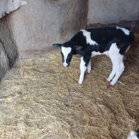 بز گاو گوساله