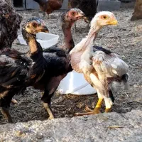مرغ لاری افغان اصیل نوک قلم کلفت|حیوانات مزرعه|کرج, شهرک نهال و بذر|دیوار