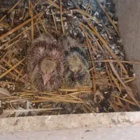 کلفه خال دار گمشده