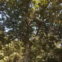 تکاندن گردو طرقبه
