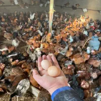 ۲۰۰ عدد مرغ تخم گذار گلپایگان