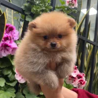 سگ پامرانین خرسی عروسکی