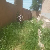 فروش یک راس گوساله نر