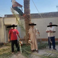 بریدن نخل قطع نخل کندن درخت هرس نخل تمیز نخل سمپاش