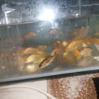 ماهی قرمز اکواریومی|ماهی|ساوه, |دیوار