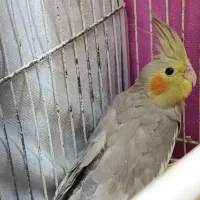 عروس هلندی ماده