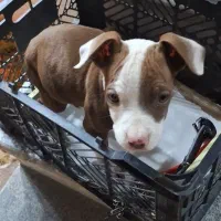 سگ پیتبول توله