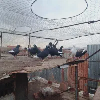 کبوتر پرنده|پرنده|کرمان, |دیوار