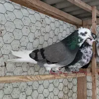 کفتر پرشی