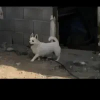 پاکوتاه ماده|سگ|اردبیل, |دیوار